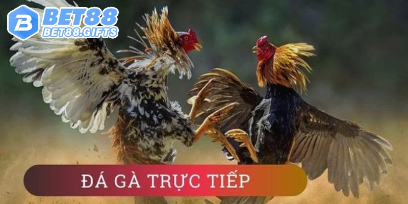 Đá Gà Trực Tiếp - Sức Hấp Dẫn Khi Chọn Đặt Cược Tại Bet88 1 Đôi nét về đá gà tại nhà cái Bet88