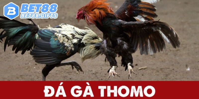 Đá Gà Thomo - Đấu Trường Kịch Tính, Cá Cược Chất Tại BET88 1 Tổng quan về đá gà Thomo tại BET88